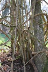 Fototapeta premium France primary forest mossy liana