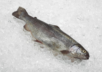    FRESH RAINBOW TROUT salmo gairdneri ON ICE    .