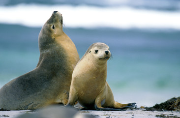 AUSTRALIAN SEA LION neophoca cinerea, ADULTS ON BEACH, AUSTRALIA .