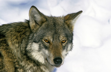 EUROPEAN WOLF canis lupus, HEAD OF ADULT IN SNOW  .