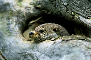 EUROPEAN OTTER lutra lutra, ADULT EMERGING HEAD FROM DEN  .