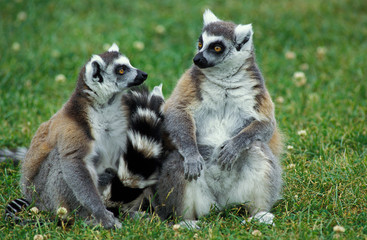 RING TAILED LEMUR lemur catta, PAIR SITTING IN GRASS, MADAGASCAR  .
