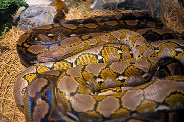 the snake in the zoo