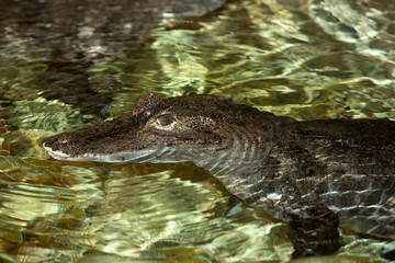 SPECTACLED CAIMAN caiman crocodilus, HEAD OF ADULT EMERGING FROM WATER PH