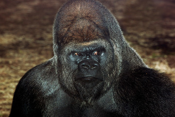 Obraz premium EASTERN LOWLAND GORILLA gorilla gorilla graueri, HEAD OF MALE PH