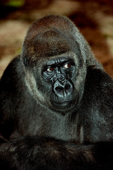EASTERN LOWLAND GORILLA gorilla gorilla graueri, HEAD OF FEMALE  PH © slowmotiongli
