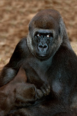 EASTERN LOWLAND GORILLA gorilla gorilla graueri, YOUNG SUCKING  PH