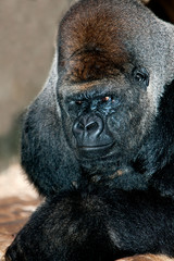 MALE EASTERN LOWLAND GORILLA gorilla gorilla graueri   PH © slowmotiongli