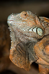  GREEN IGUANA iguana iguana, HEAD CLOSE-UP OF ADULT  PH