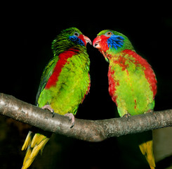 TOW RED-FLANKED LORIKEET MALES charmosyna placentis ON A BRANCH AGAINST BLACK BACKGROUND  PH