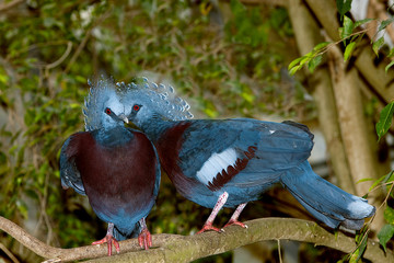 GOURA VICTORIA goura victoria, ADULTS ON BRANCH  PH