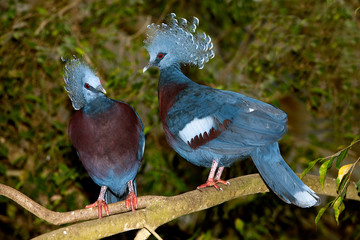 GOURA VICTORIA goura victoria, ADULTS ON BRANCH  PH