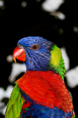 RAINBOW LORIKEET trichoglossus haematodus moluccanus, HEAD OF ADULT  PH