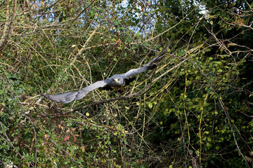 BLACK-CHESTED BUZZARD-EAGLE geranoaetus melanoleucus, IN FLIGHT AGAINST GREEN FOLIAGE PH