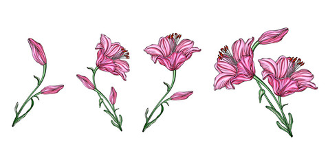 Vector flower arrangements with Lily flowers