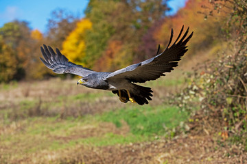 BLACK-CHESTED BUZZARD-EAGLE geranoaetus melanoleucus, IN FLIGHT PH