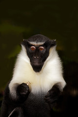 DIANA MONKEY cercopithecus diana  PH