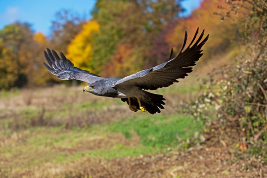 BLACK-CHESTED BUZZARD-EAGLE geranoaetus melanoleucus, IN FLIGHT PH