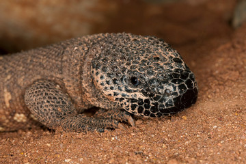 HEAD OF BEADED LIZARD heloderma horridum, A VENOMOUS SPECY PH