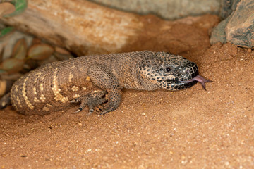 BEADED LIZARD heloderma horridum, A VENOMOUS SPECY, SHOWING FORKED TONGUE PH