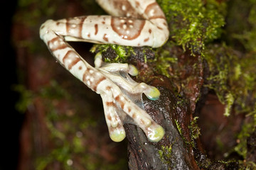 Amazon Milk Frog, phrynohyas resinifictrix, Adult, Close-up of Leg  PH