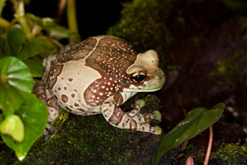 Amazon Milk Frog, phrynohyas resinifictrix, Adult standing on Moss  PH