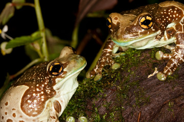 Amazon Milk Frog, phrynohyas resinifictrix, Adult  PH