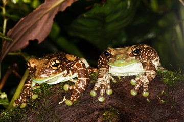 Amazon Milk Frog, phrynohyas resinifictrix, Adults standing on Moss   PH