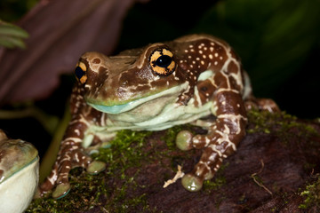 Amazon Milk Frog, phrynohyas resinifictrix, Adult  PH