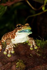 Amazon Milk Frog, phrynohyas resinifictrix, Adult with Opened Mouth PH