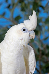 CACATOES DES PHILIPPINES cacatua haematuropyPhilippine Cockatoo or Red-vented Cockatoo, cacatua haematuropygia, Portrait of Adult  PH