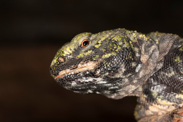 Spiny-tailed Lizard, uromastyx acanthinurus, Portrait of Adult PH