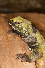Spiny-tailed Lizard, uromastyx acanthinurus, Adult standing on Rock  PH