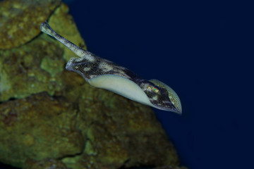 Stingray, urolophus jamaicensis, Adult Swimming PH