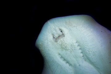 Stingray, urolophus jamaicensis, Head of Adult, Underside View  PH