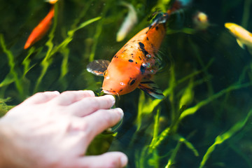 colourful kois fish eating from hand orange and black