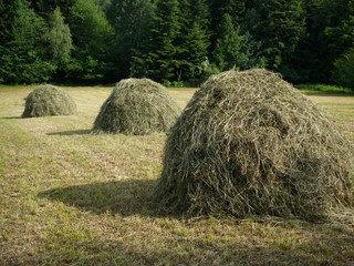  Podg&oacute;rskie wykoszone małe łąki z kopami wysuszonej trawy