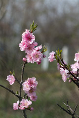 Delicate flowering dwarf peach in early spring