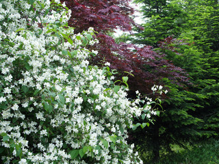 Urokliwe miejsca starego ogrodu w wiosennym dniu z kwitnącymi krzewami i z tradycynmi ławkami © JDziedzic