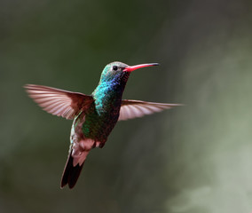 A broad-billed hunmingbird hovers mid-air in Patagonia, Arizona