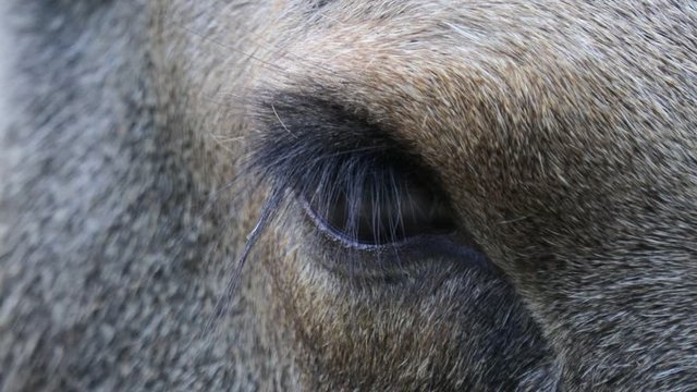 Wild Moose eye close up