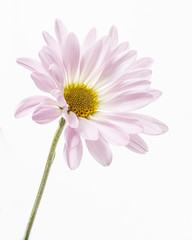 close-up of Pink daisy isolated on white