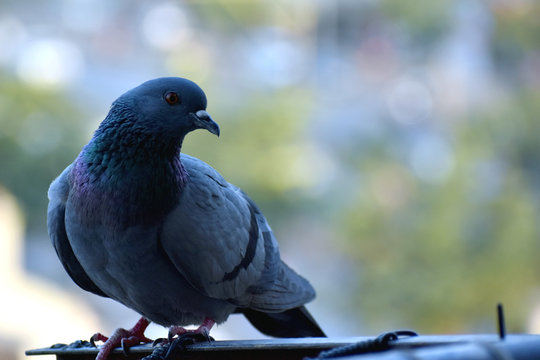 A young piegon is sitting on house balcony and looking for food