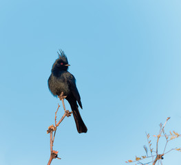 A phainopepla surveys his territory in Tucson, Arizona