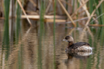 A pied-billed grebe enjoys a swim in Tucson, Arizona
