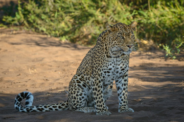 Fototapeta premium Leopard (Panthera pardus) male. Botswana
