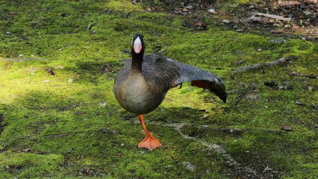 Greater white-fronted goose (Anser albifrons) is a species of goose related to the smaller lesser white-fronted goose