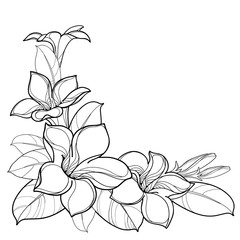 Corner bouquet of outline tropical Allamanda cathartica or trumpet flower bunch, bud and leaf in black isolated on white background. 