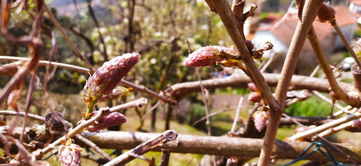 soft bulb of spring wisteria plant blooming in purple flowers in greenery