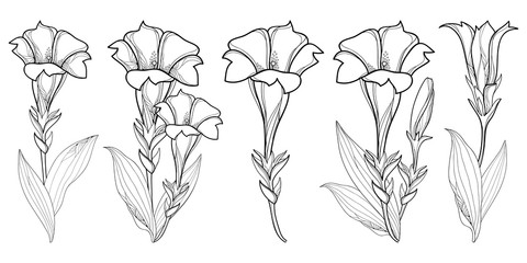 Set with outline Gentiana or trumpet Gentian flower, bud and leaf in black isolated on white background.  © bokasana